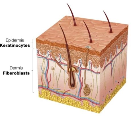 Dermis-img-1